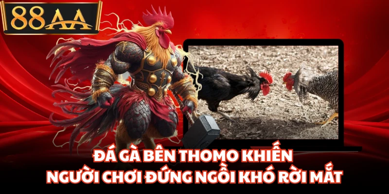 Đá Gà Bên Thomo Khiến Người Chơi Đứng Ngồi Khó Rời Mắt 1 Đá Gà Bên Thomo Khiến Người Chơi Đứng Ngồi Khó Rời Mắt